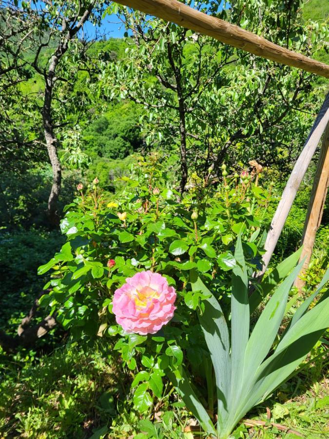Gites Chez Daniel "Cevennes 1" Mars  외부 사진